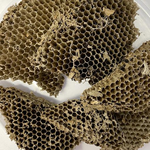 Wasp Nest (Section)