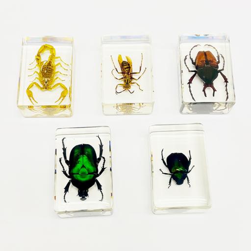 Set of 4 Resin Insects