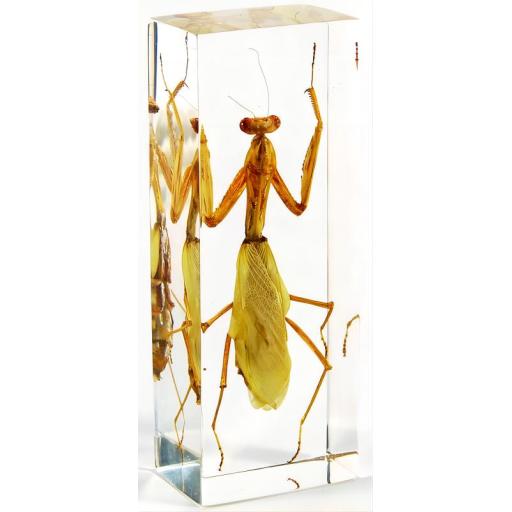 Mantis