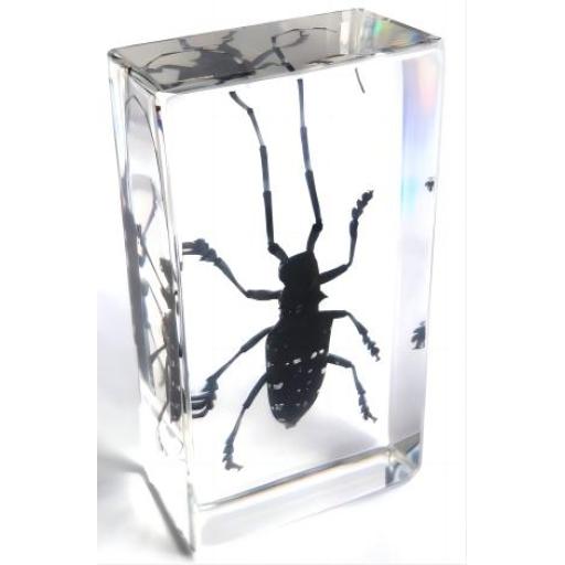 Long Horned Beetle