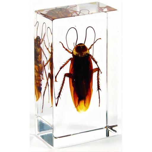 Cockroach