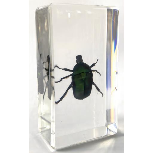 K20243   Chafer Beetle.png