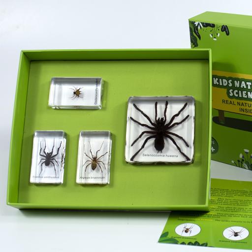 4 Spiders set in Resin