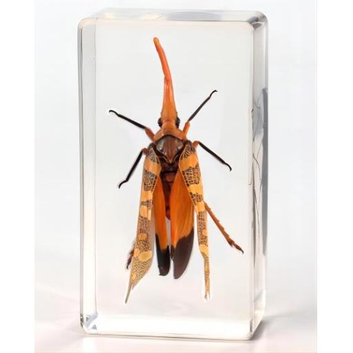 Lantern Fly