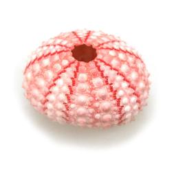 Pink Urchins 2.jpg