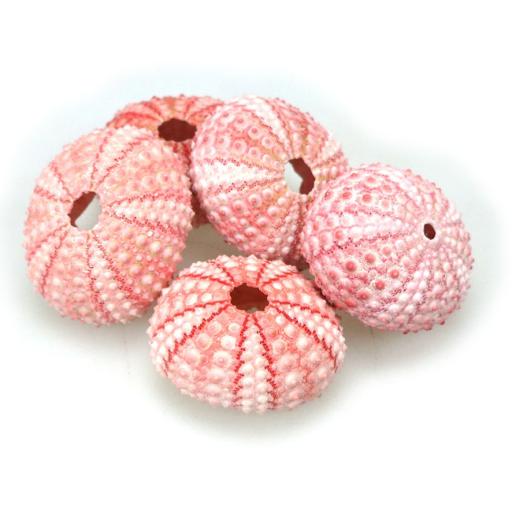Pink Sea Urchins x 12
