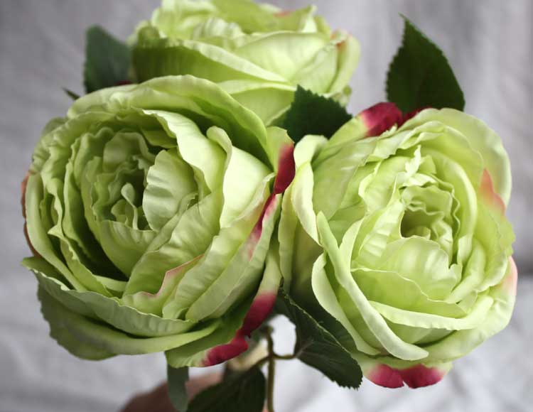 3 x Green Cabbage Rose